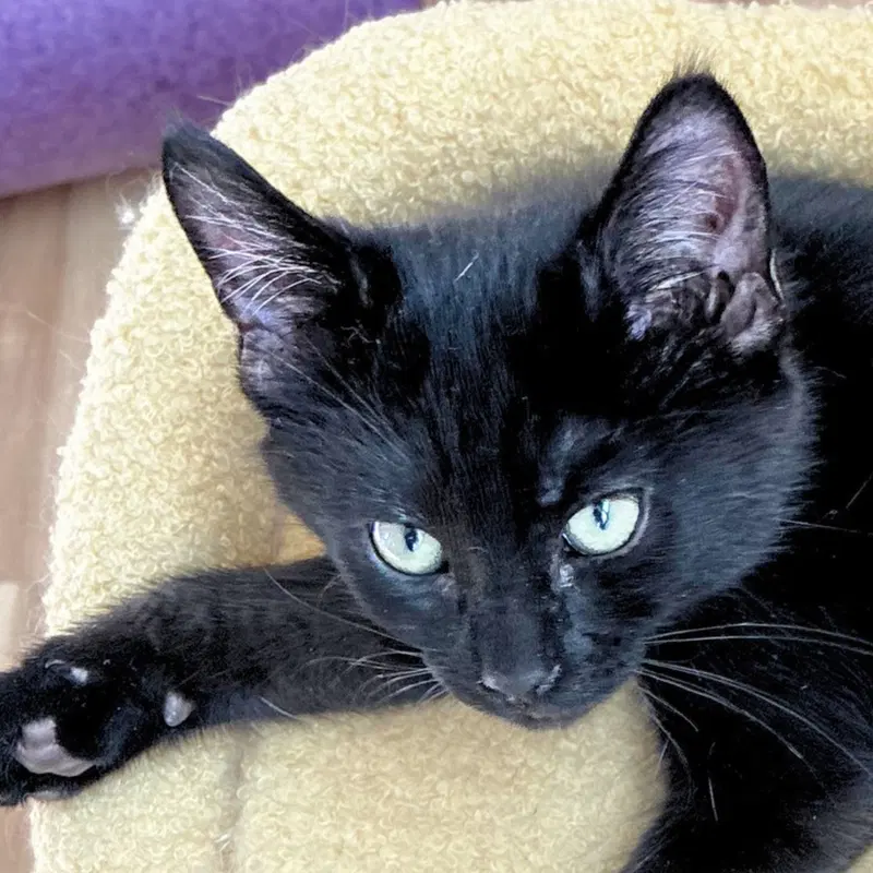 Pandemonium, a male kitten up for adoption