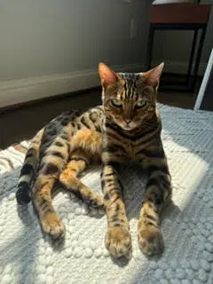 Yogi, an adult male Bengal cat up for adoption
