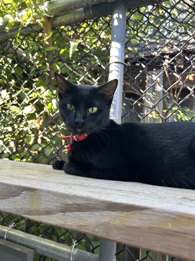Salem, a male cat up for adoption