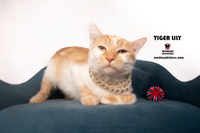 Tiger Lily, a young female cat up for adoption