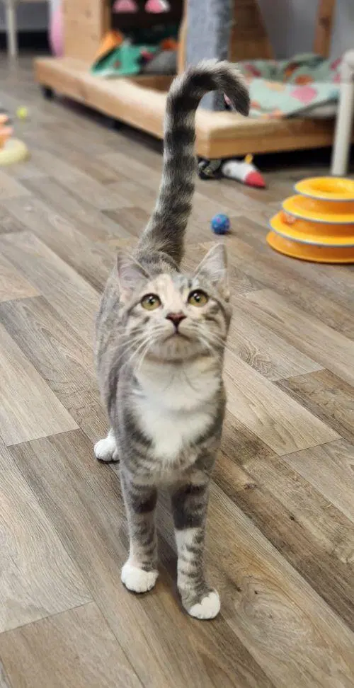 Cat, a young female Dilute Calico cat up for adoption