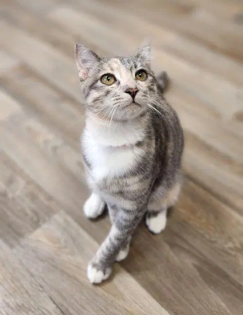 Cat, photo 2