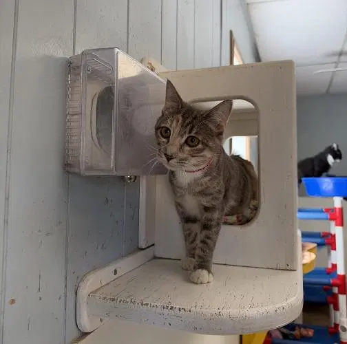 Cat, photo 4