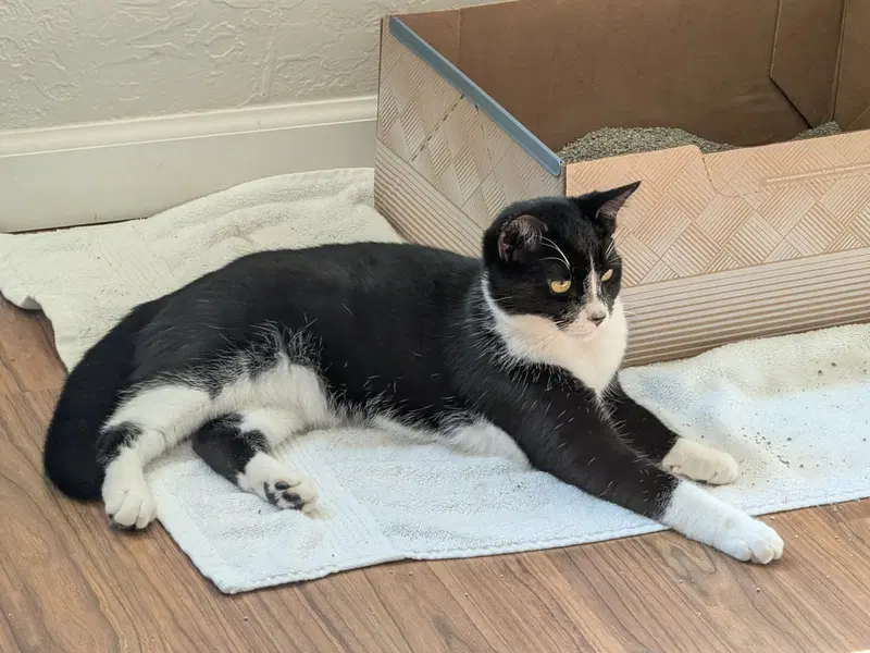 Cookie, a male kitten up for adoption
