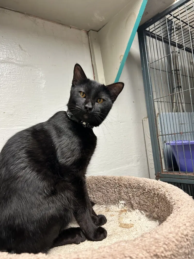 Phantom, a cat up for adoption
