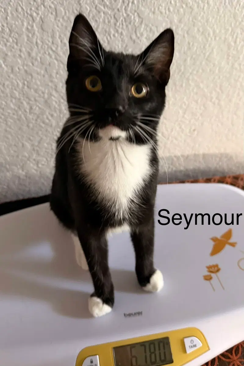 Seymour, photo 2