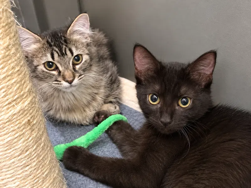 Mocha & Latte, young female cats up for adoption