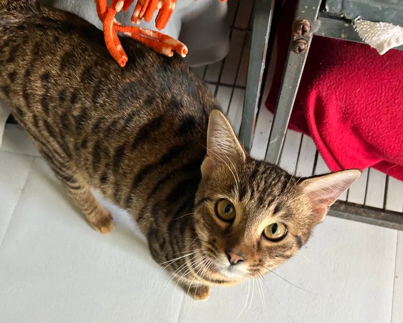 Cider, a cat up for adoption