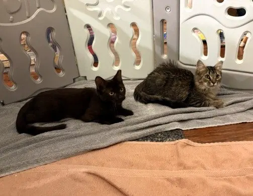 Mocha & Latte, photo 4
