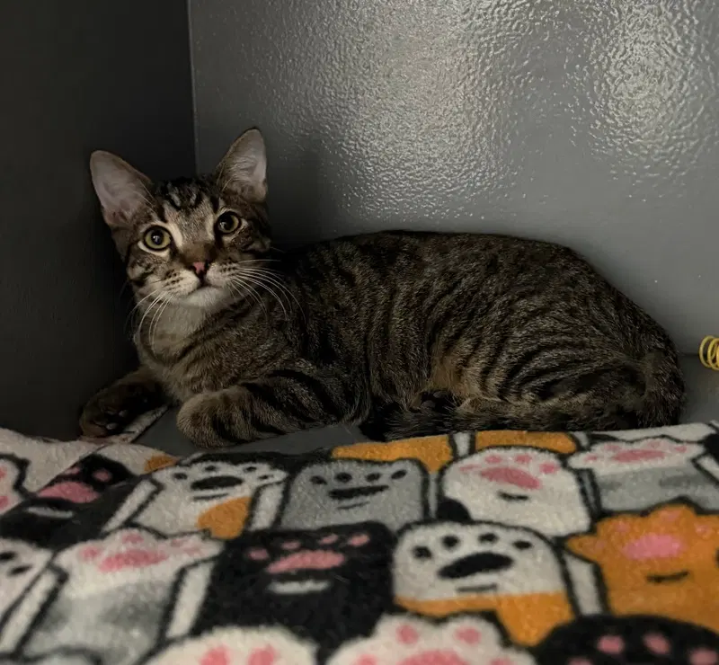 Sir Stripes, photo 3