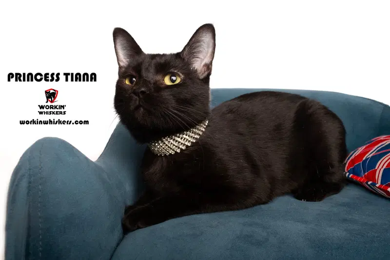 Princess Tiana, a young female Bombay cat up for adoption