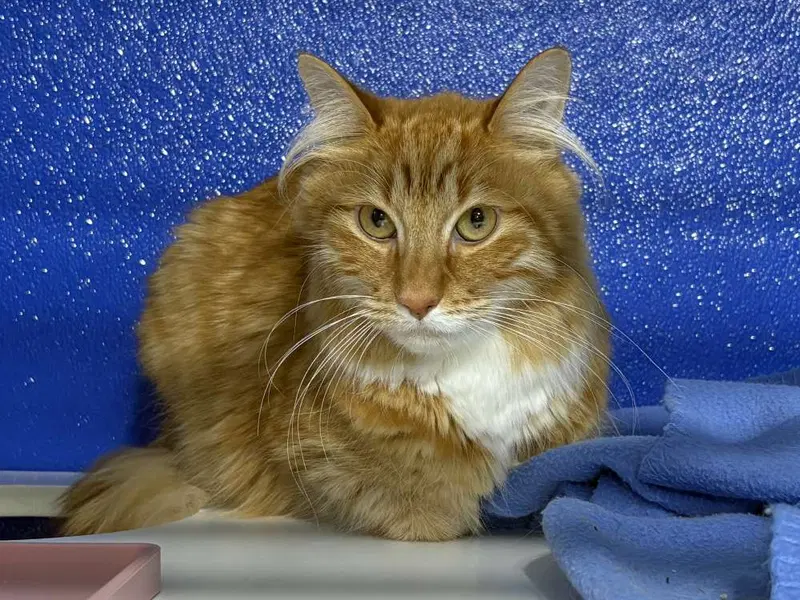 Ozzy, an adult male cat up for adoption