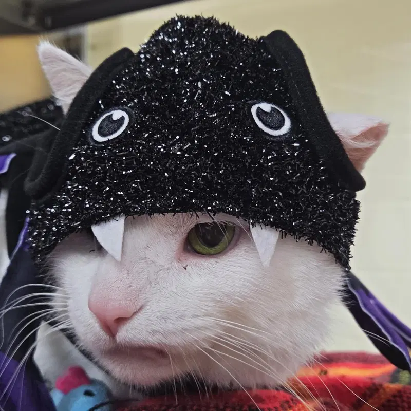 Lagoon, an adult male cat up for adoption