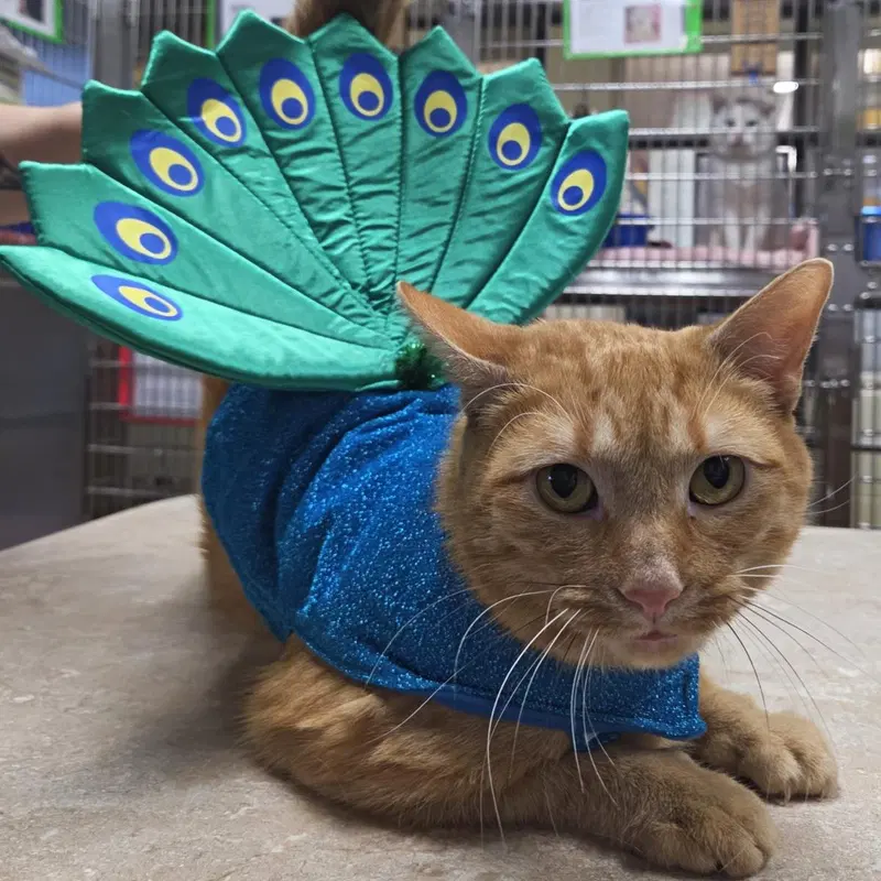 Dubstep, an adult male cat up for adoption
