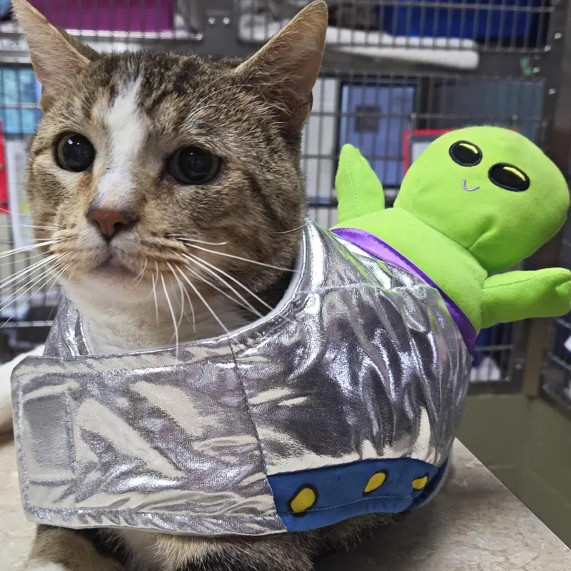 Buckingham, an adult male cat up for adoption