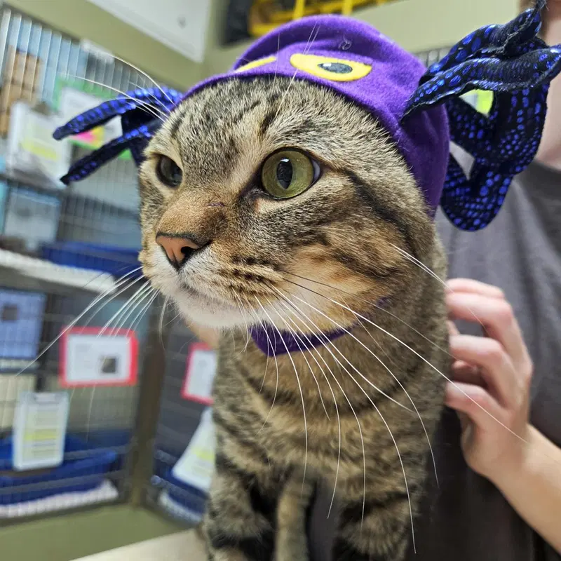Harley, an adult male cat up for adoption