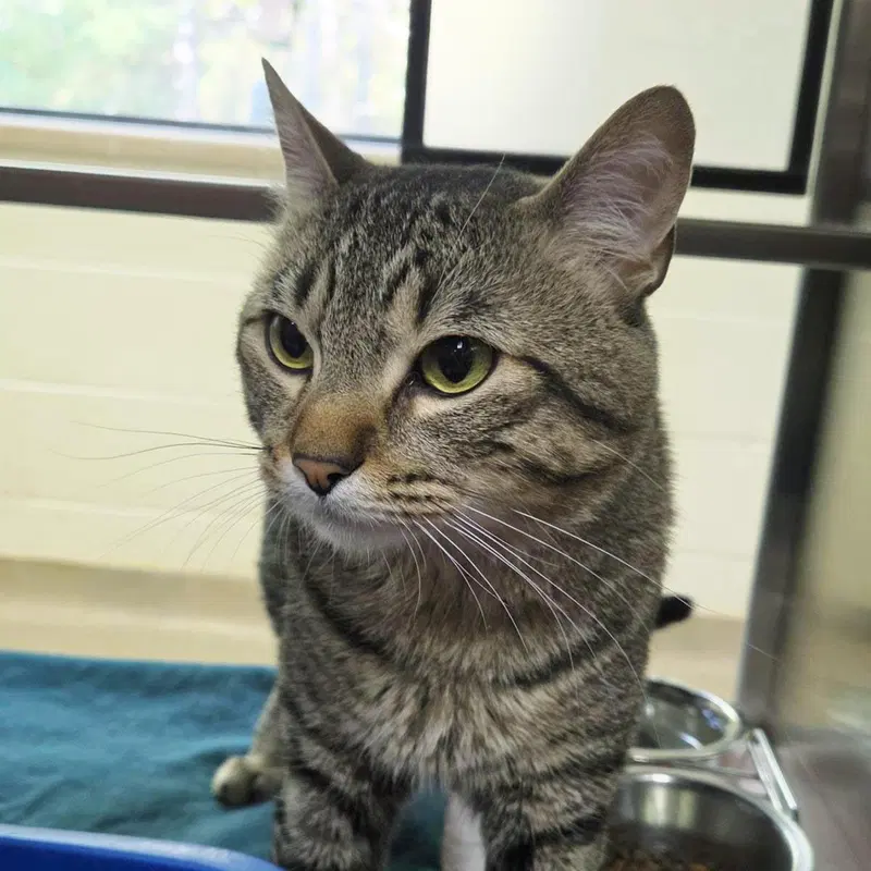 Harley, photo 2