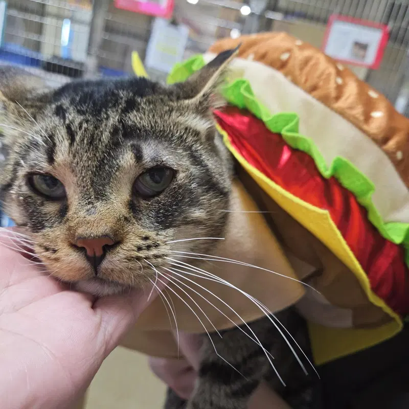 Merle, a senior male cat up for adoption