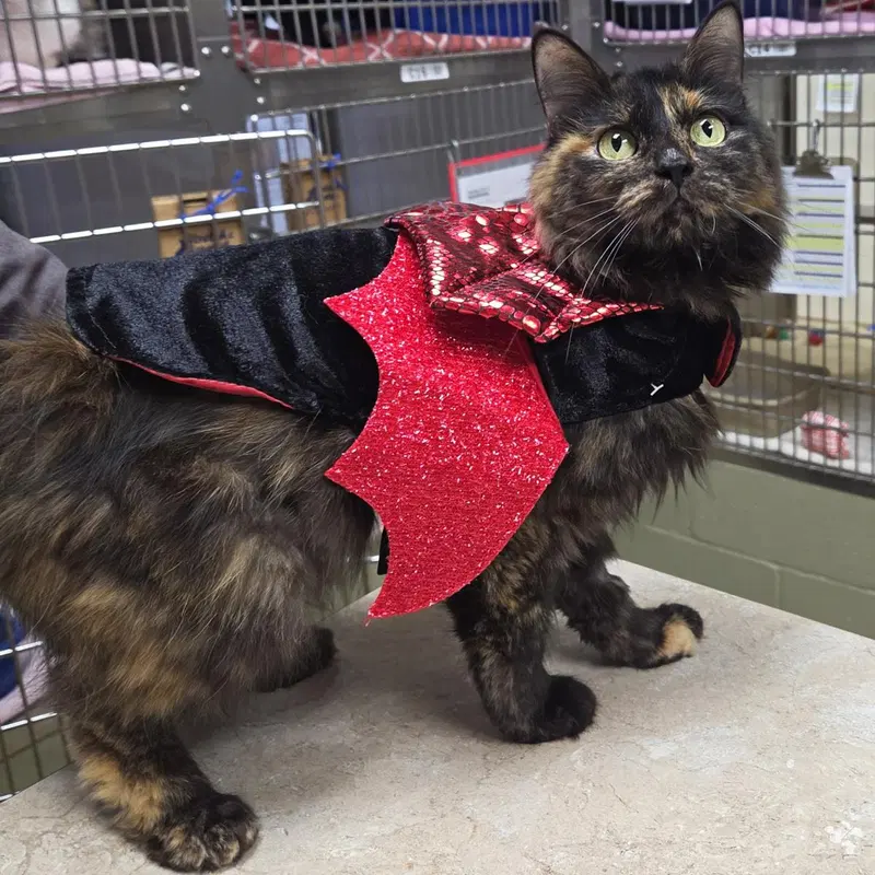 Seze, an adult female cat up for adoption