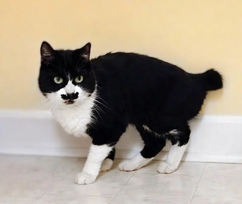 Menschie, up for adoption near Staley, NC