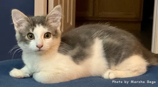 Annie Oakley, a female kitten up for adoption