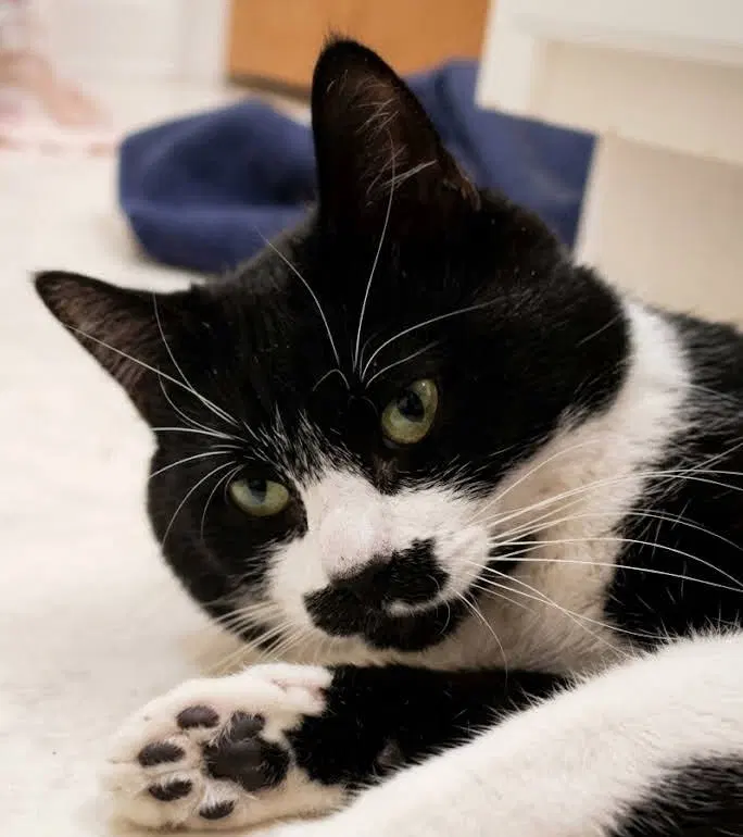 Menschie, photo 3