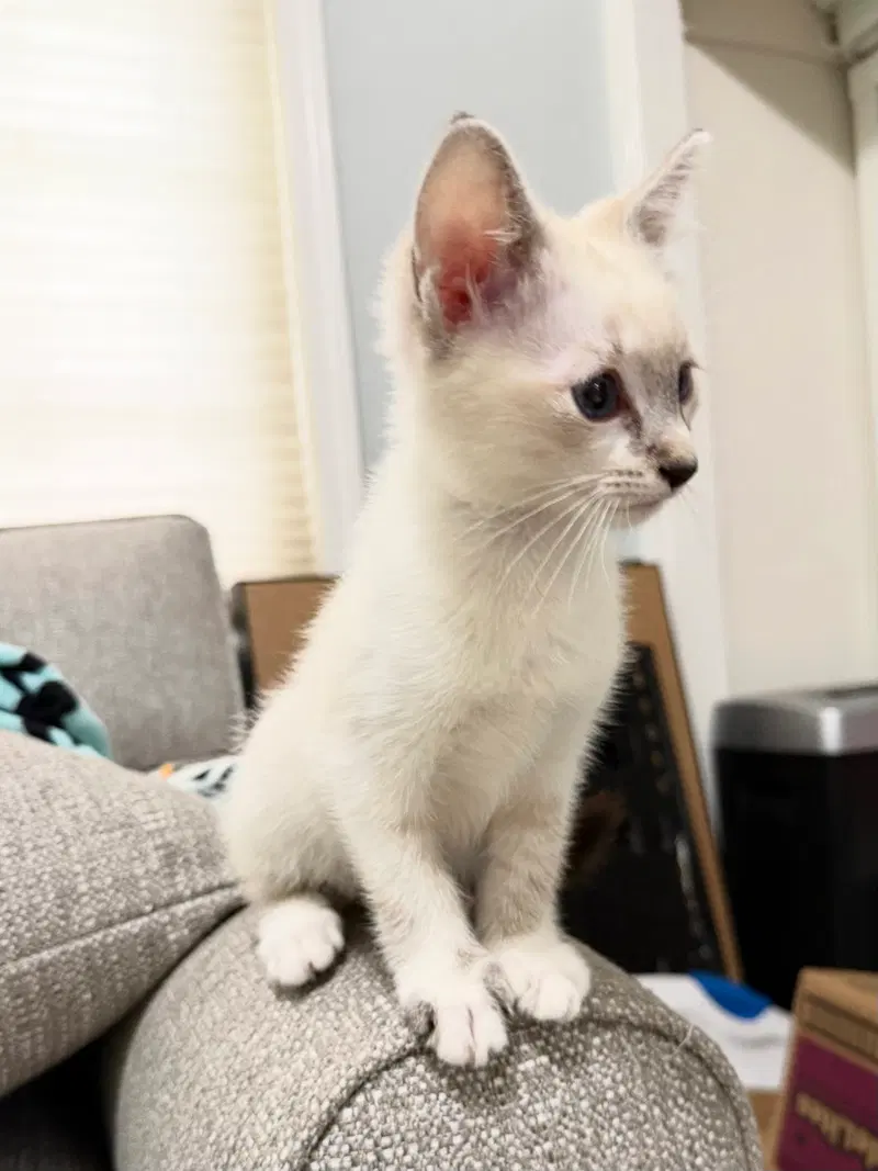 Weston and Snowy, male Siamese kittens up for adoption
