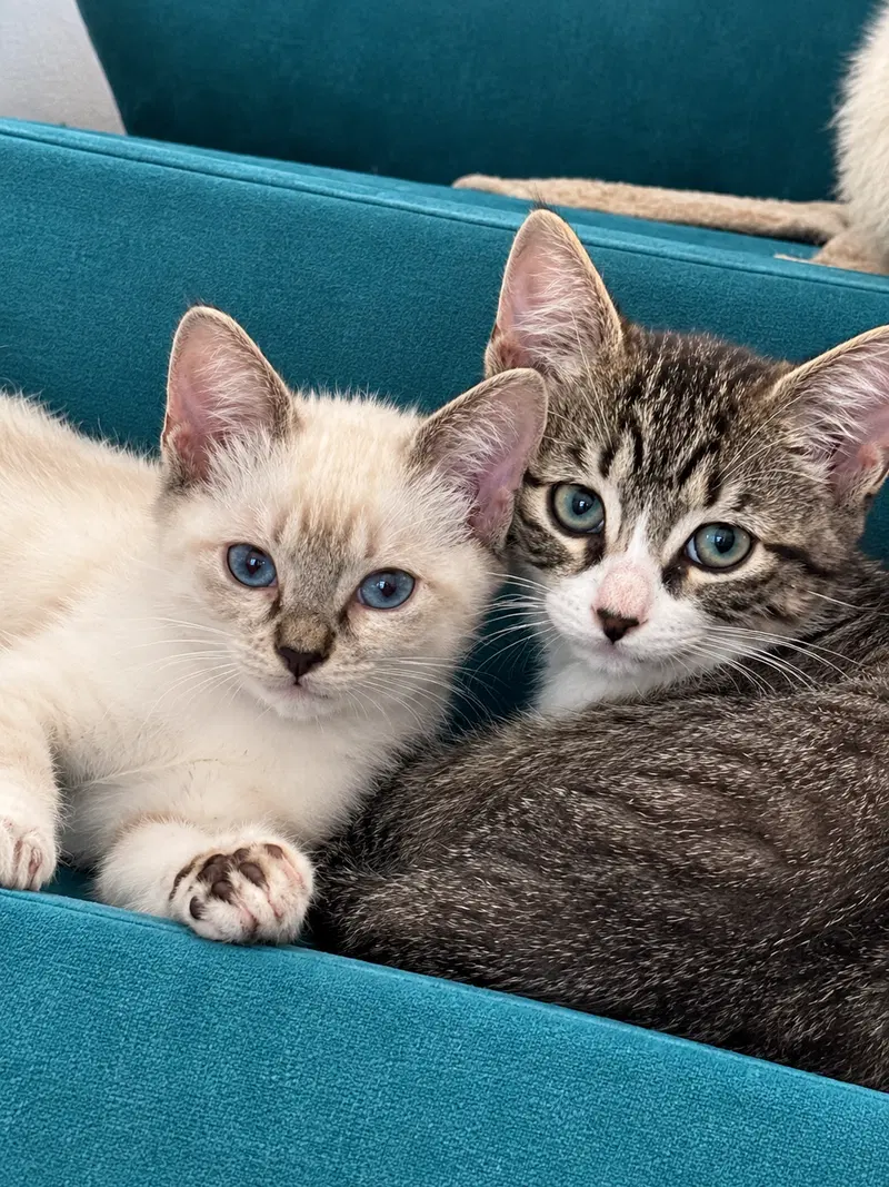 Weston and Snowy, photo 3