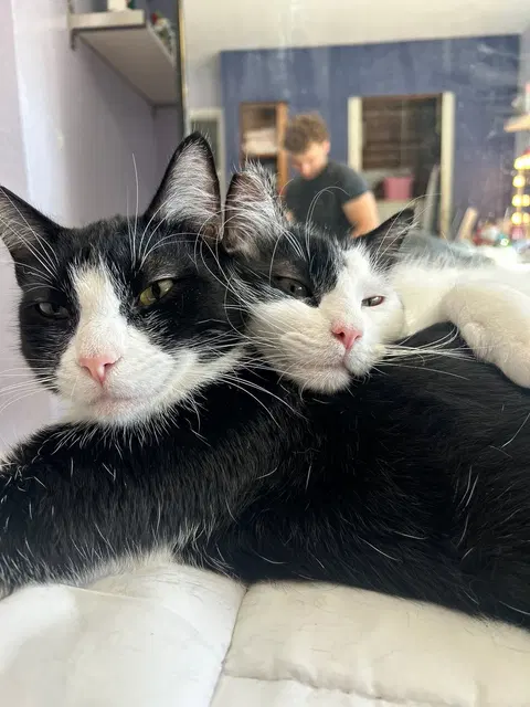 Watch the video of Tony and Mittens
