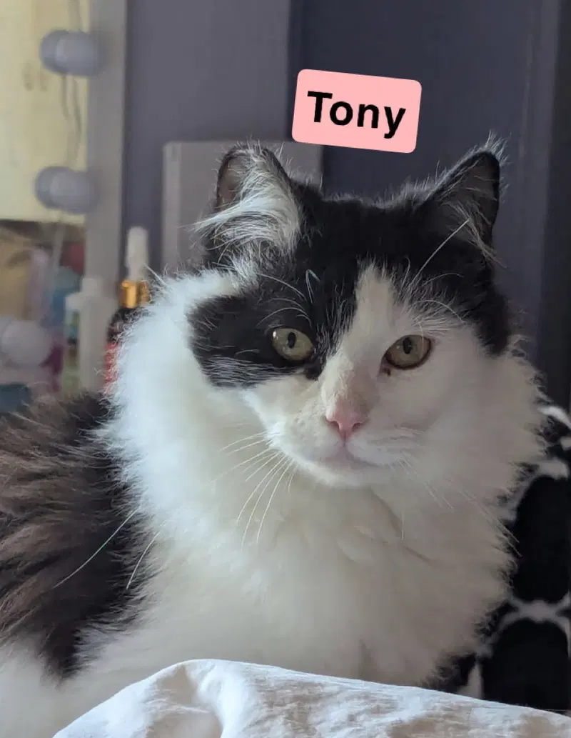 Tony and Mittens, photo 2