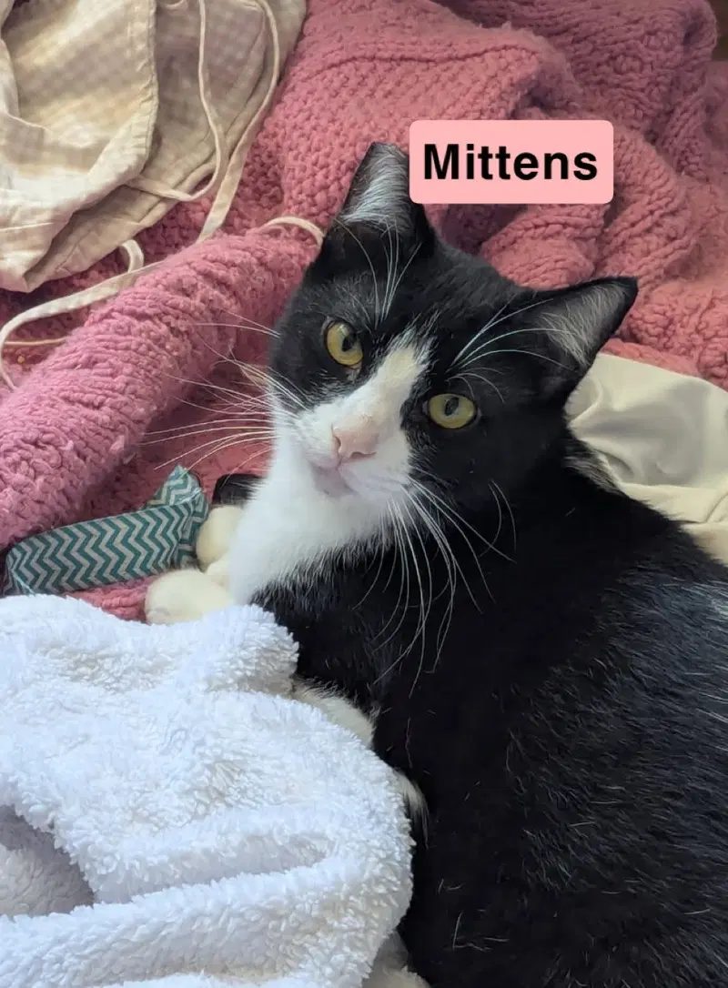 Tony and Mittens, photo 3