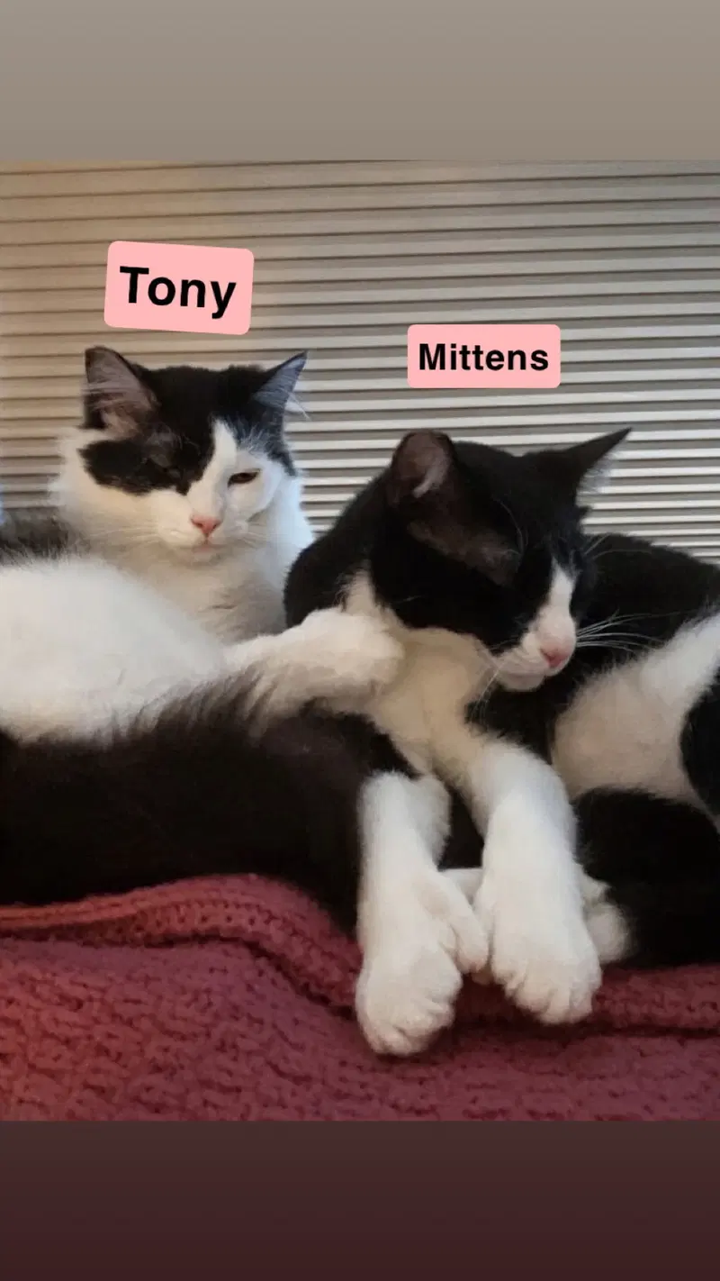 Tony and Mittens, photo 4