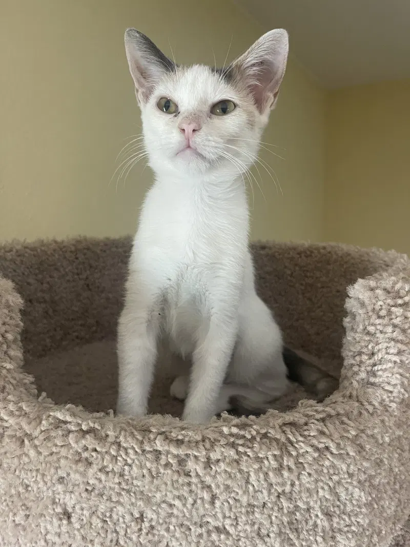 Pixie, a female Dilute Calico kitten up for adoption