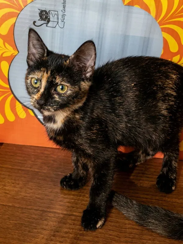 Renee, photo 3
