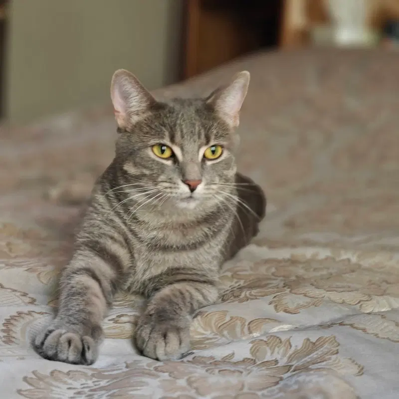 Charlotte, a female cat up for adoption