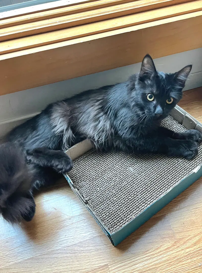 Jiji, photo 2