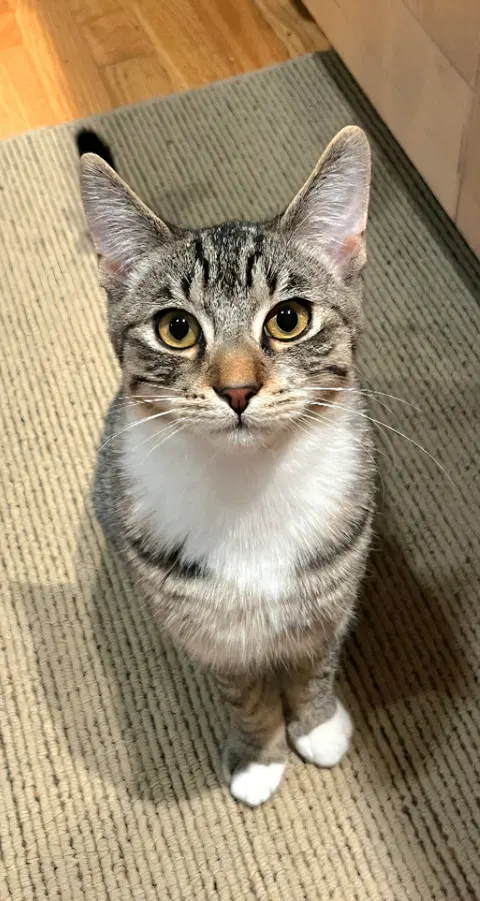 Watch the video of Socks