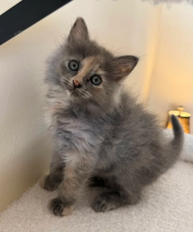 LeMans, a female Tortoiseshell kitten up for adoption
