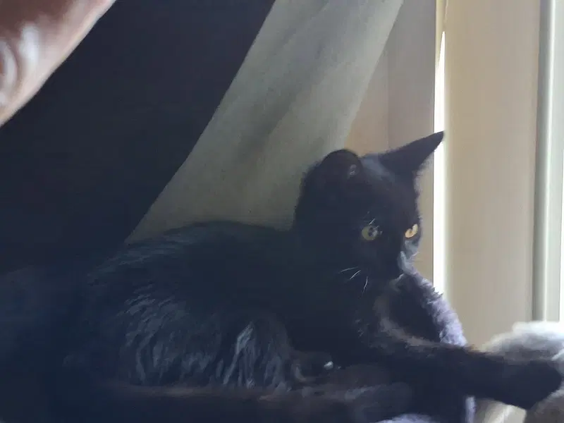 Wednesday, a young female cat up for adoption