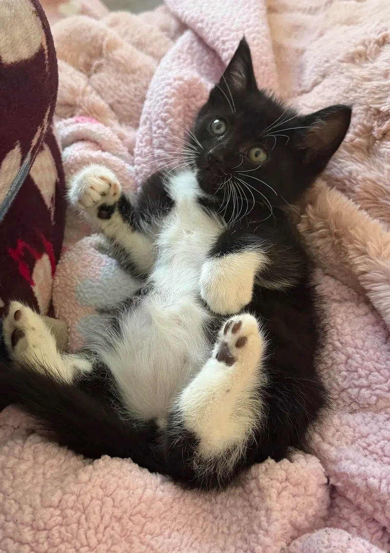 Rolex, a male kitten up for adoption