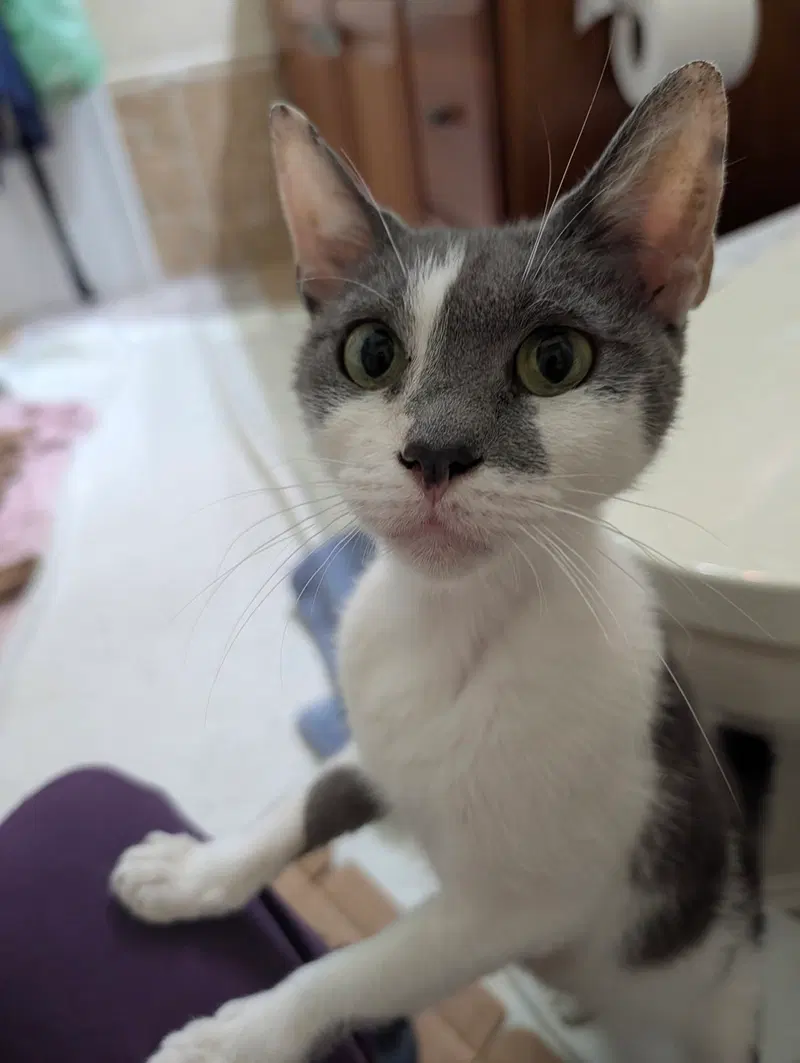 Diamond, an adult female cat up for adoption