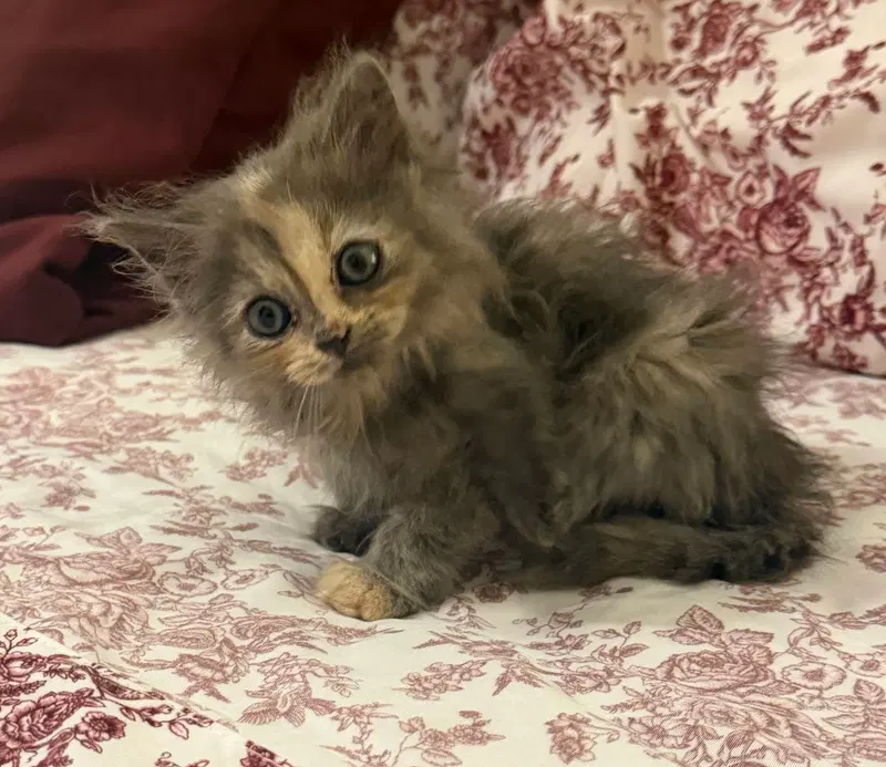 Sebring, a female Tortoiseshell kitten up for adoption