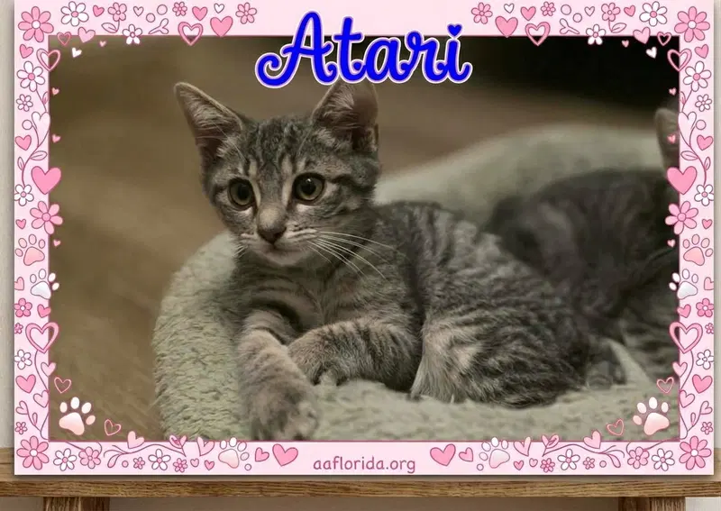 Atari, photo 2