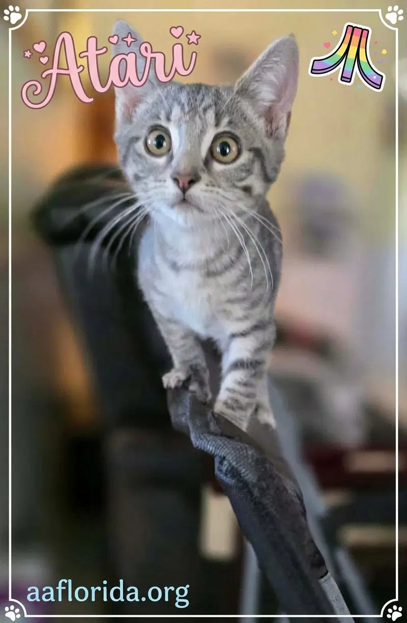 Atari, a female cat up for adoption