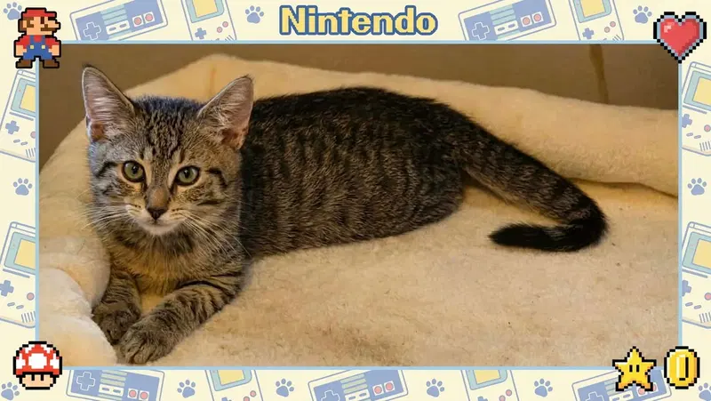 Nintendo, photo 2
