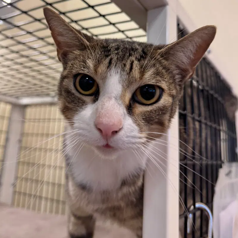 Dulce, an adult female cat up for adoption
