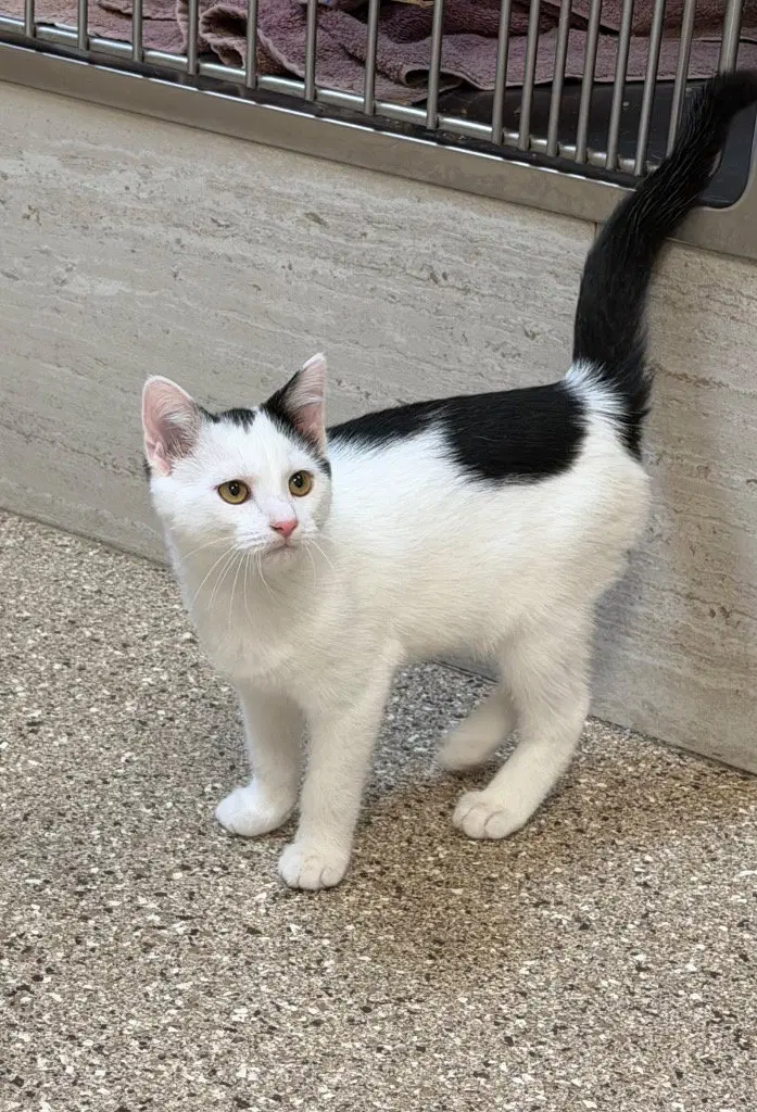 Larry, a male kitten up for adoption