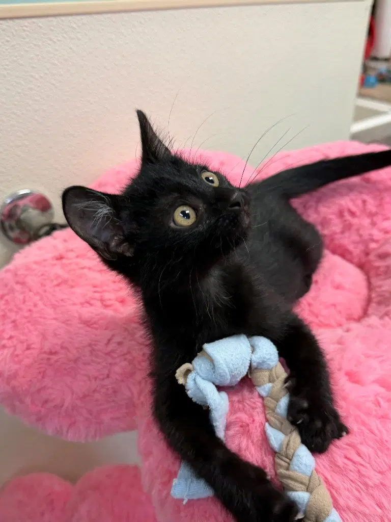 Coal, a male kitten up for adoption