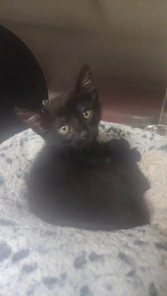 Coal, photo 3
