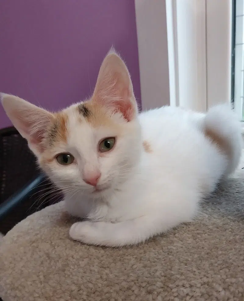 Bonnie IN FOSTER, a female kitten up for adoption